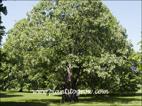 A large specimen plant.